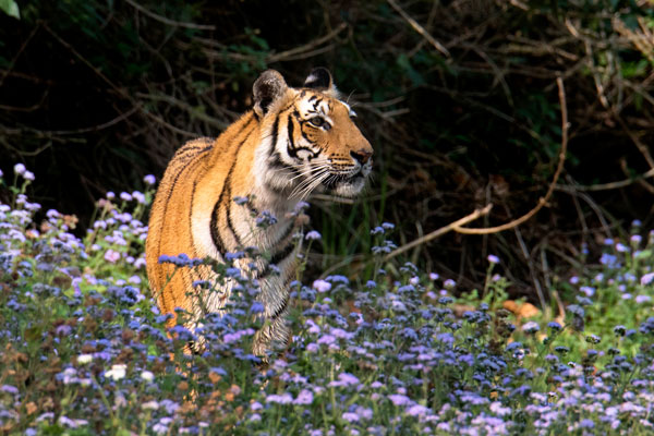 Bengal Safari Siliguri