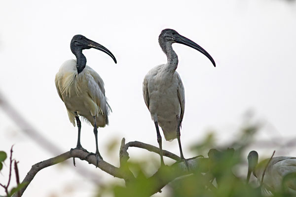 Black Headed Ibis in Nazalbari
